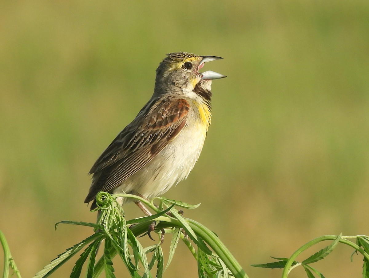 Dickcissel - ML641974579