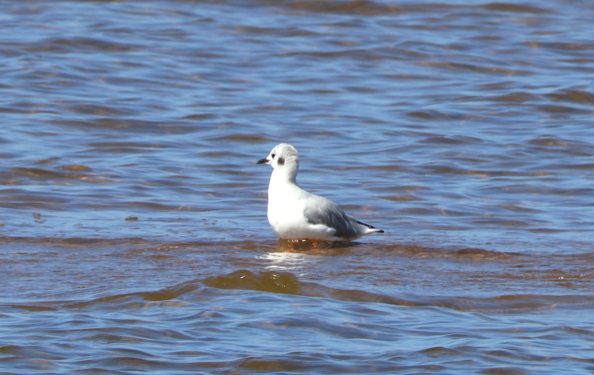 Bonaparte's Gull - ML641974580