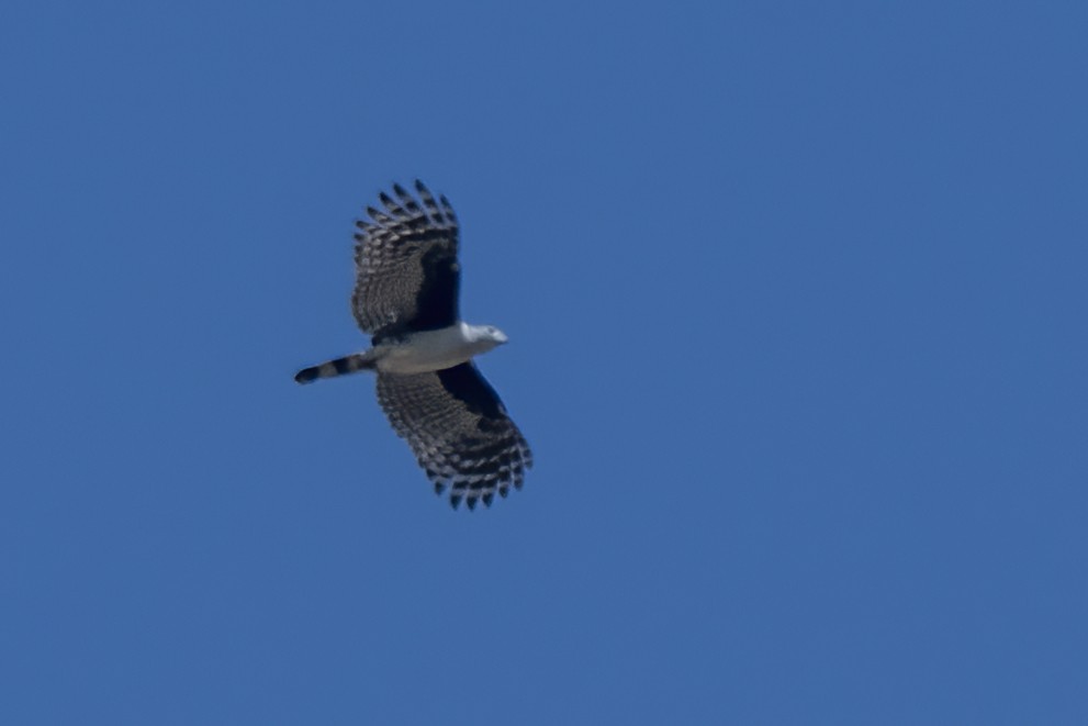 Gray-headed Kite - ML641974582