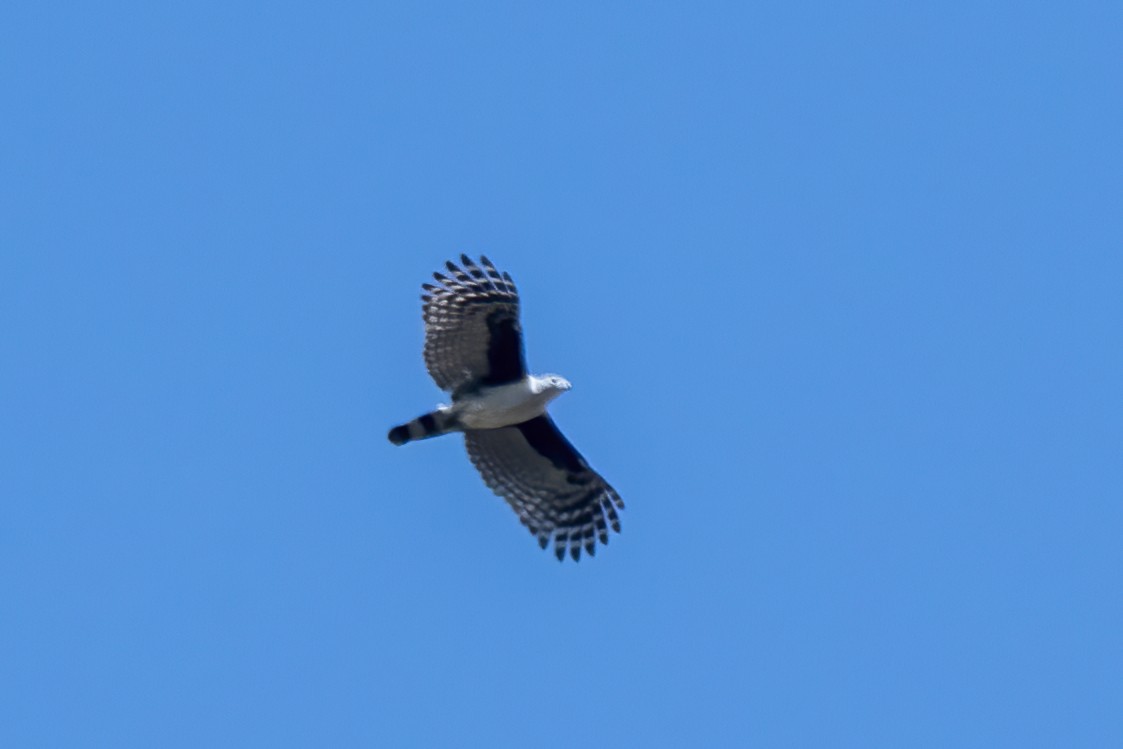 Gray-headed Kite - ML641974583