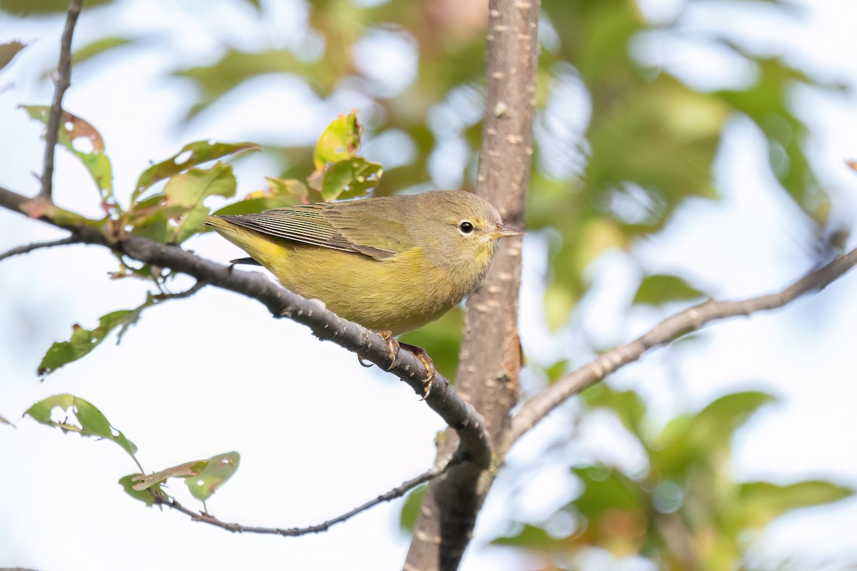 Orange-crowned Warbler - ML641974591