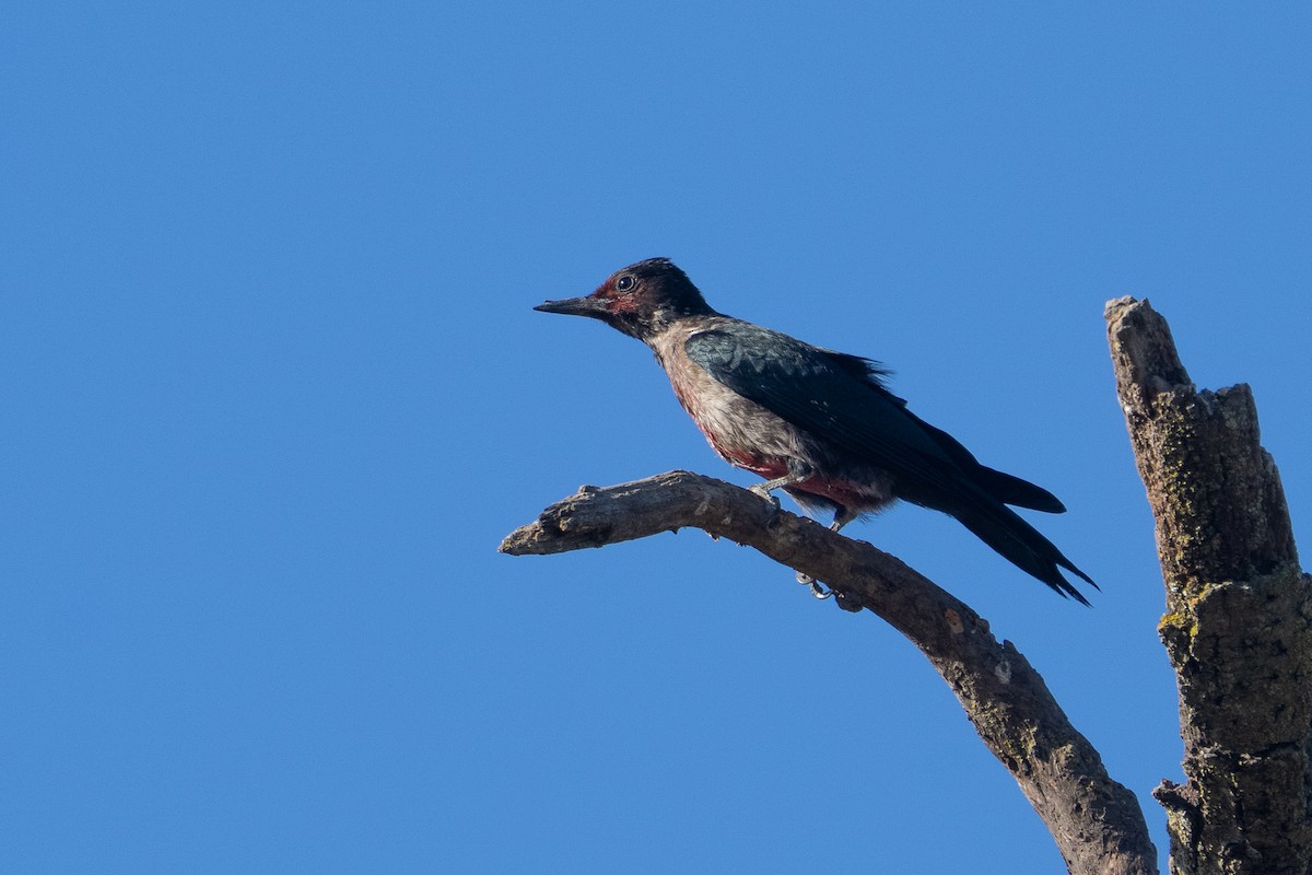 Lewis's Woodpecker - ML641974593