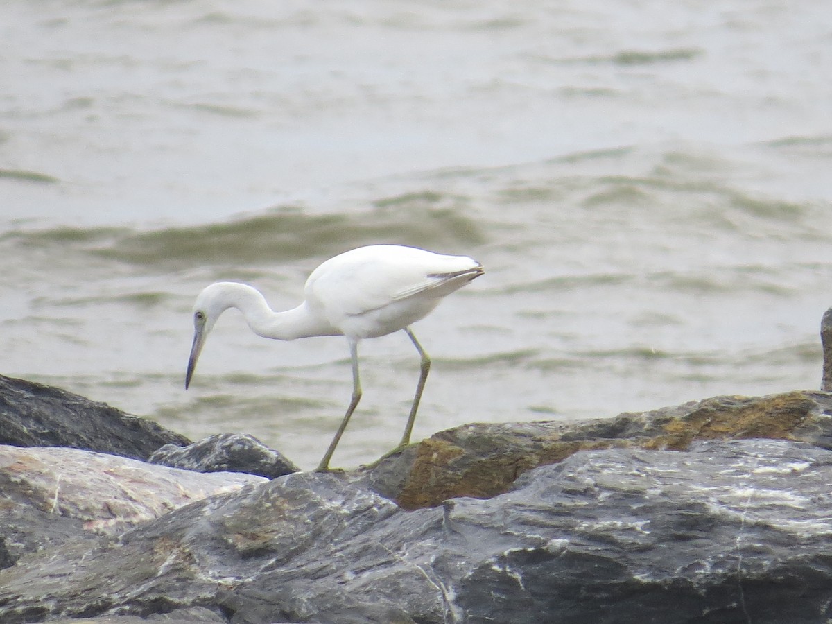 Little Blue Heron - ML641974594