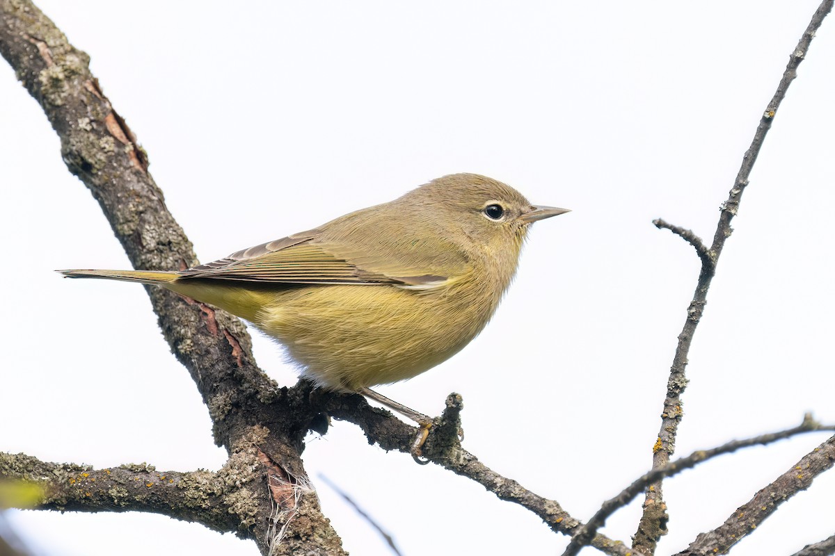 Orange-crowned Warbler - ML641974596