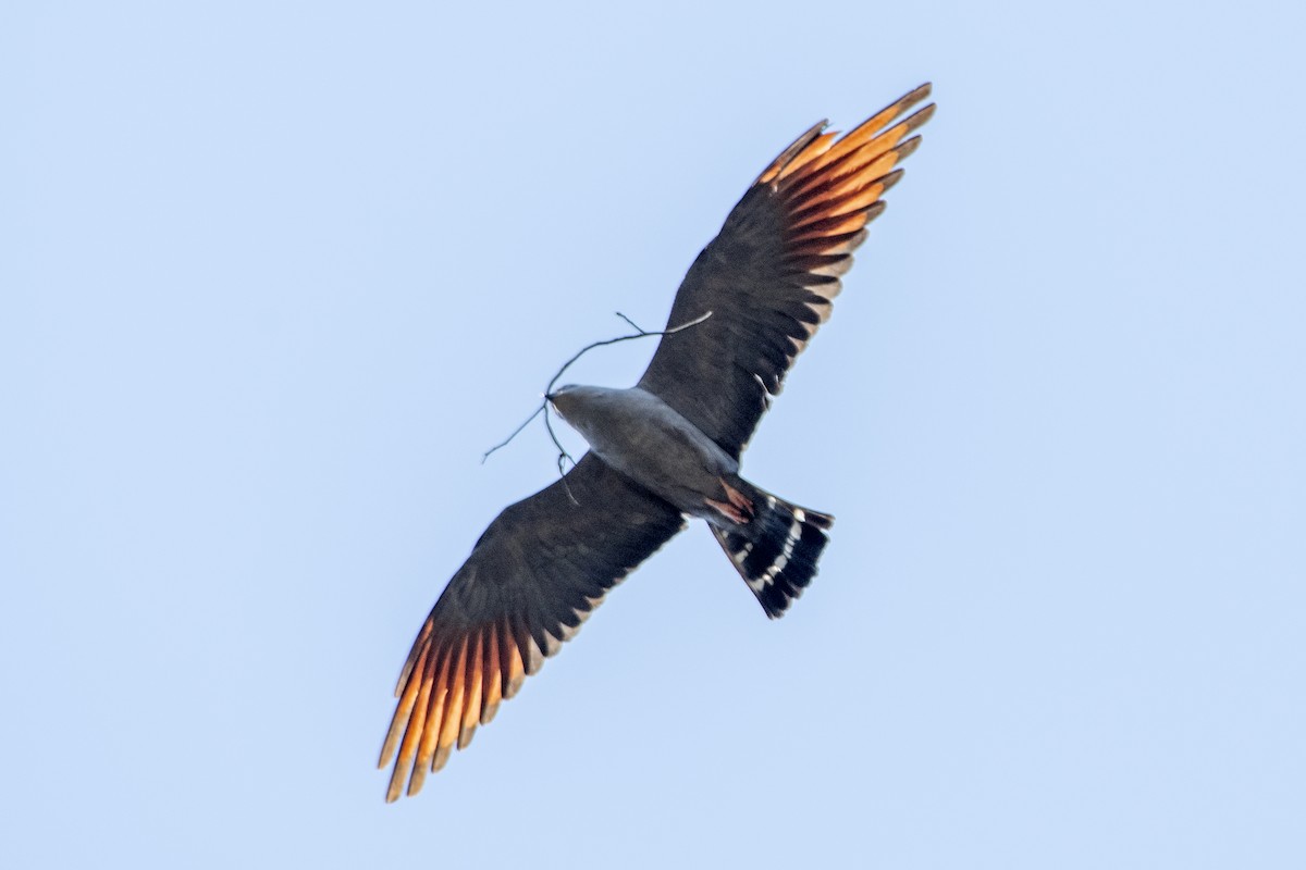 Plumbeous Kite - ML641974599
