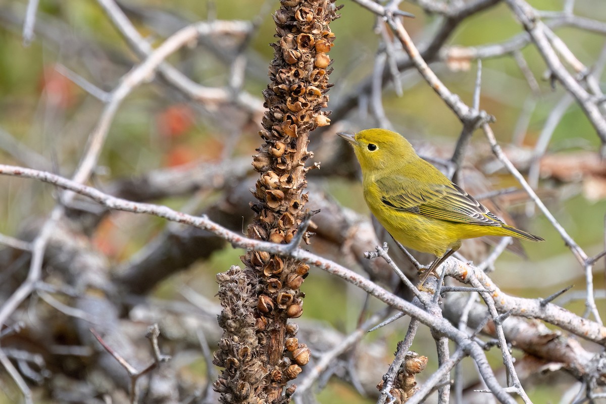 Yellow Warbler (Northern) - ML641974604
