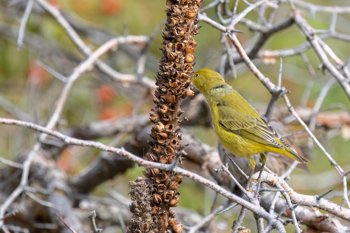 Yellow Warbler (Northern) - ML641974608