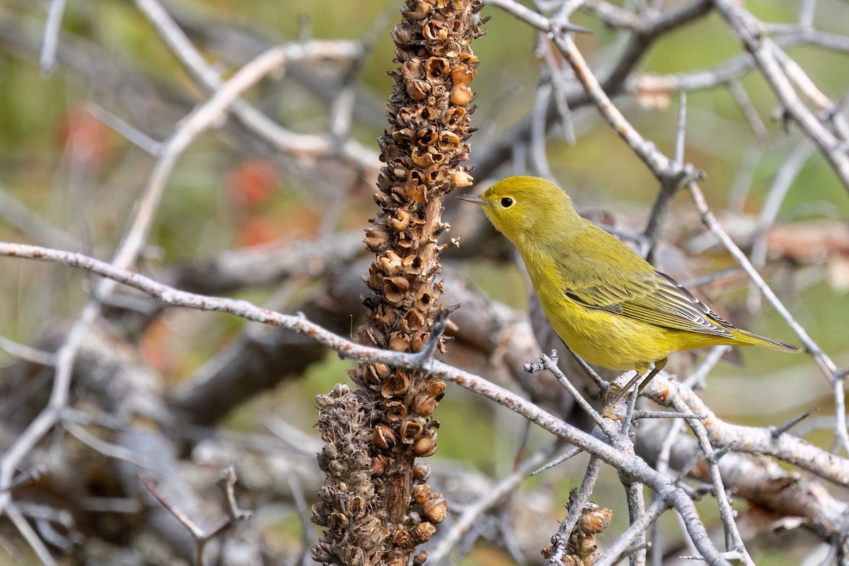 Yellow Warbler (Northern) - ML641974615
