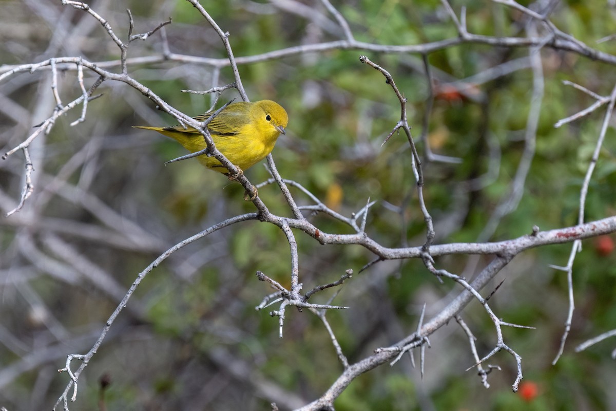 Yellow Warbler (Northern) - ML641974618