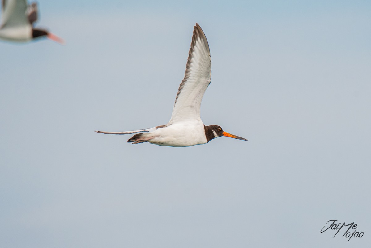 Eurasian Oystercatcher - ML641974628
