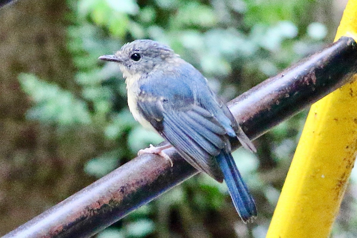 Tickell's Blue Flycatcher - ML641974636