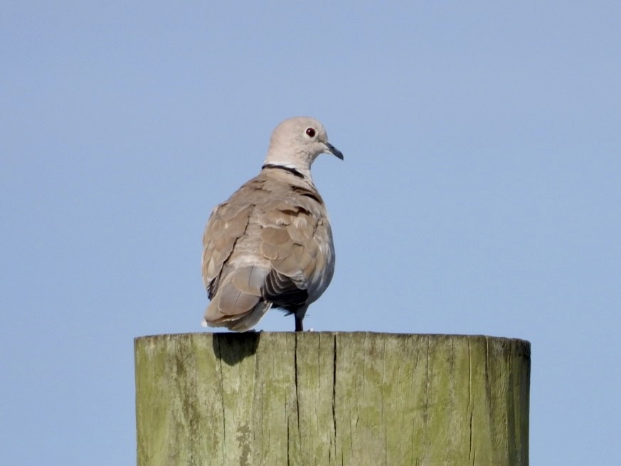Eurasian Collared-Dove - ML641974642