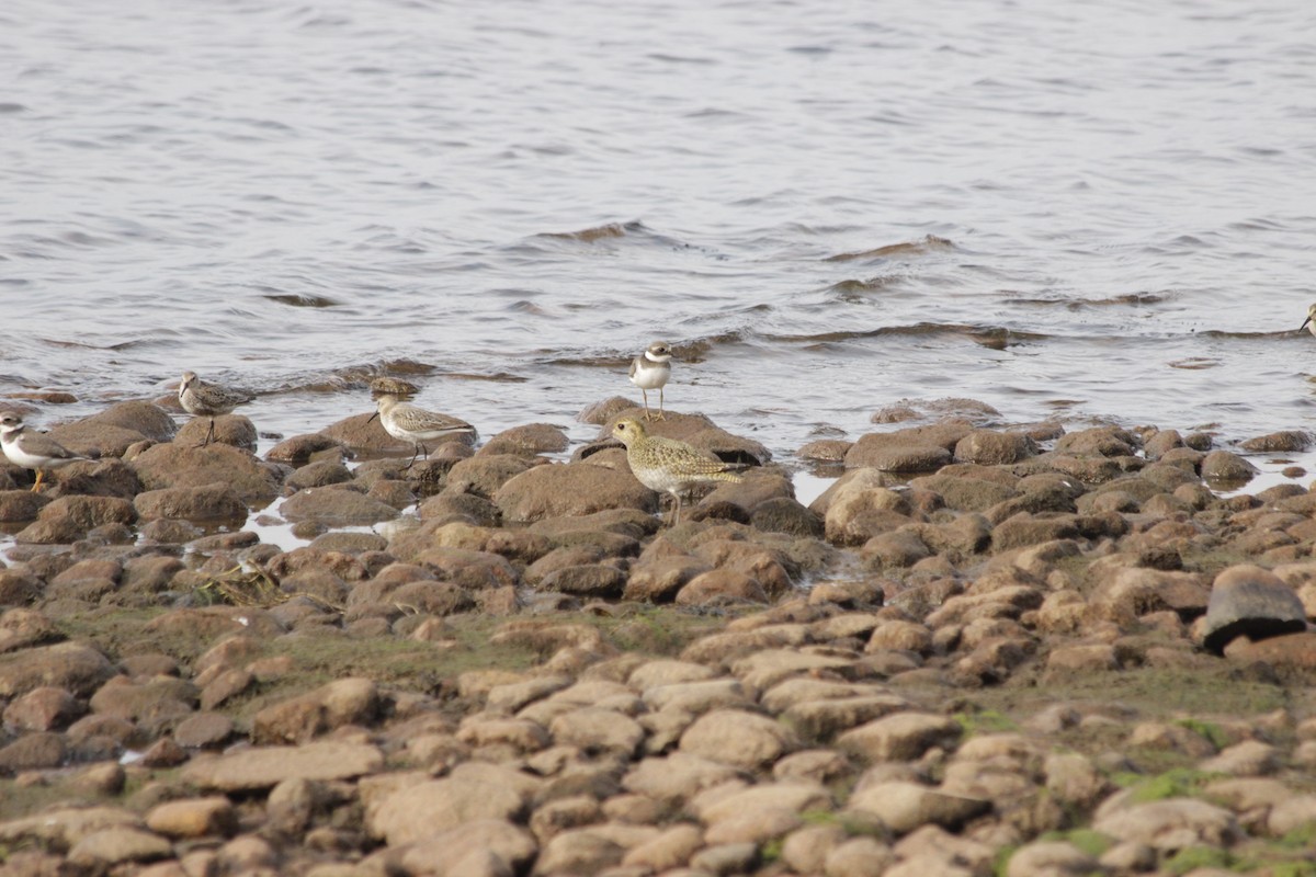 Common Ringed Plover - ML641974664