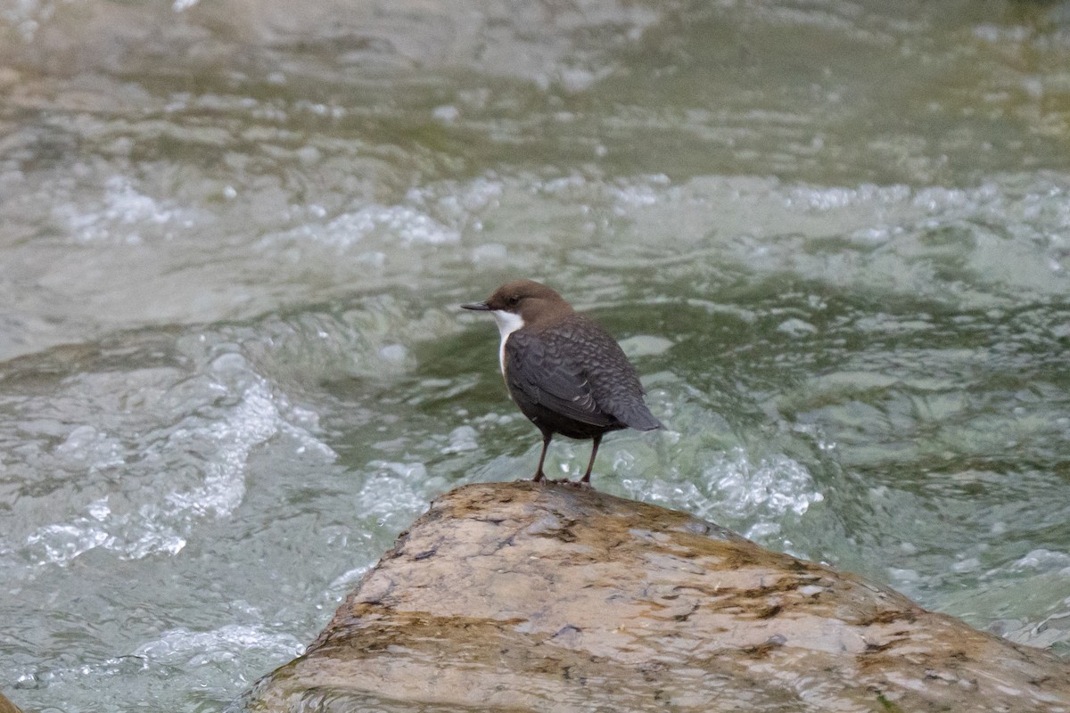 White-throated Dipper - ML641974678
