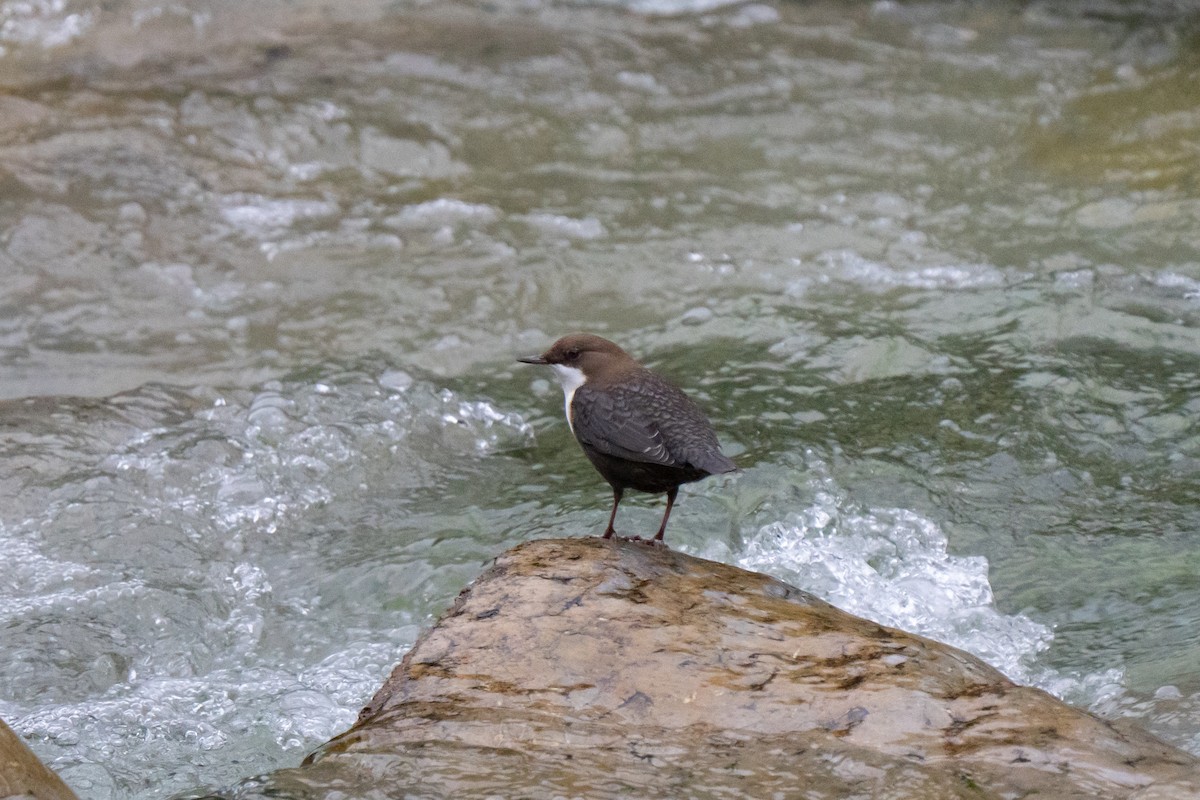 White-throated Dipper - ML641974679