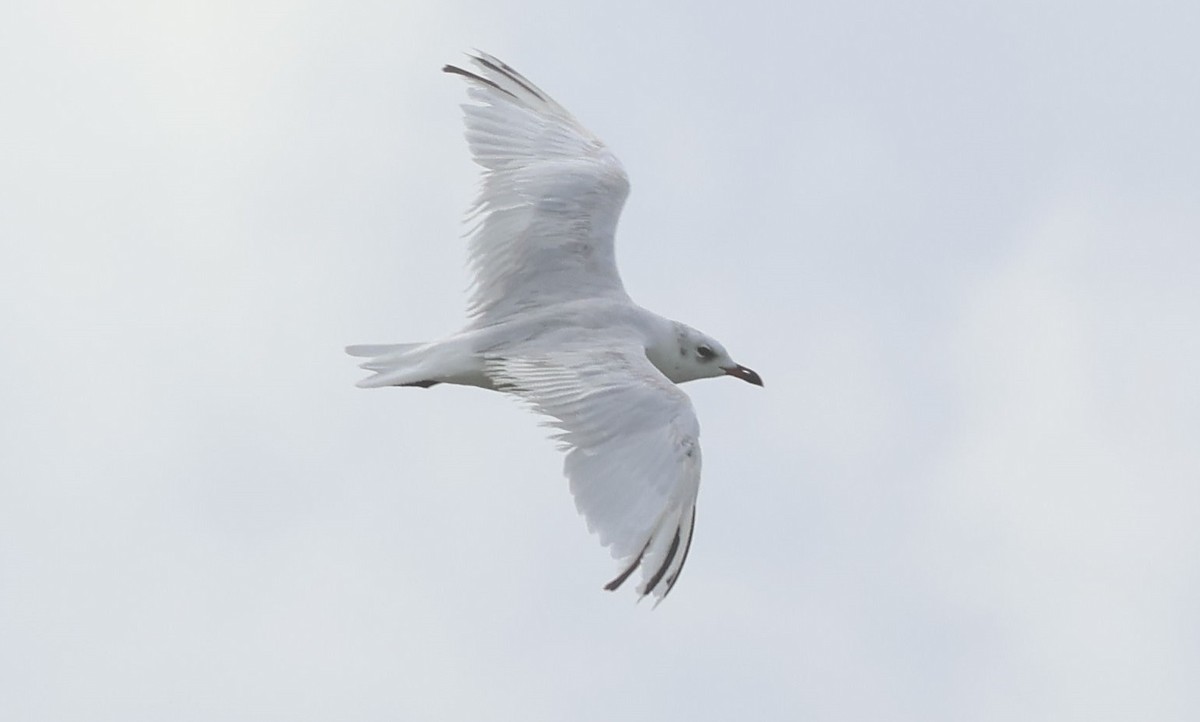 Mediterranean Gull - ML641974705