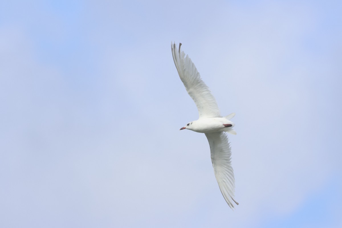 Mediterranean Gull - ML641974710