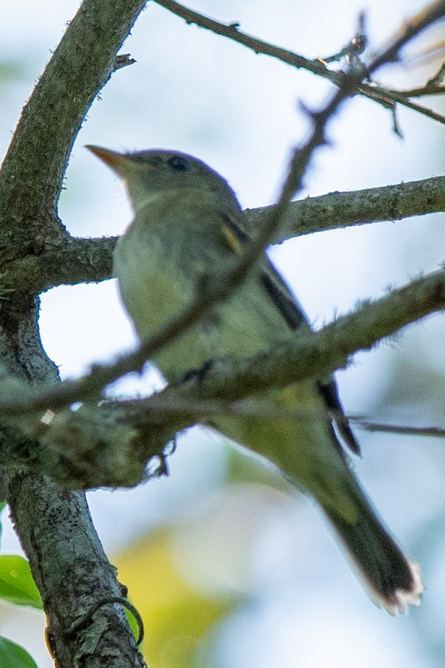 Acadian Flycatcher - ML641974712