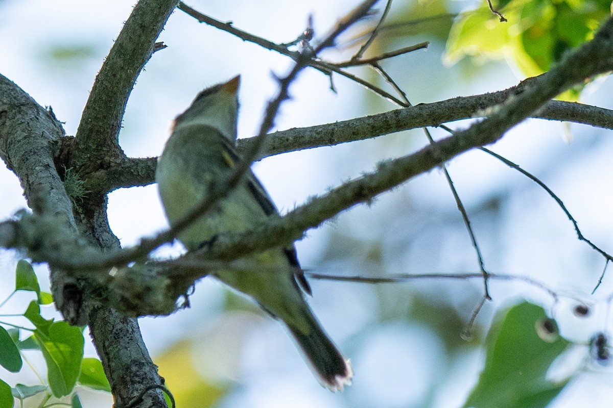 Acadian Flycatcher - ML641974713