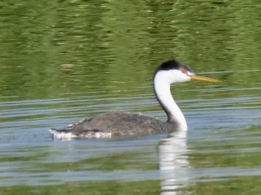 Clark's Grebe - ML641974716