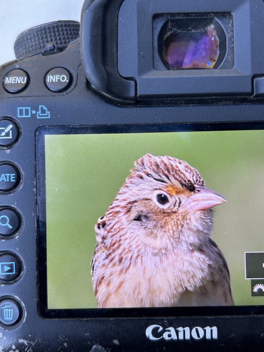 Grasshopper Sparrow - ML641974717