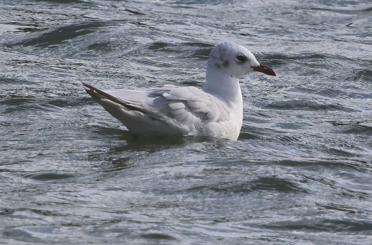 Mediterranean Gull - ML641974725