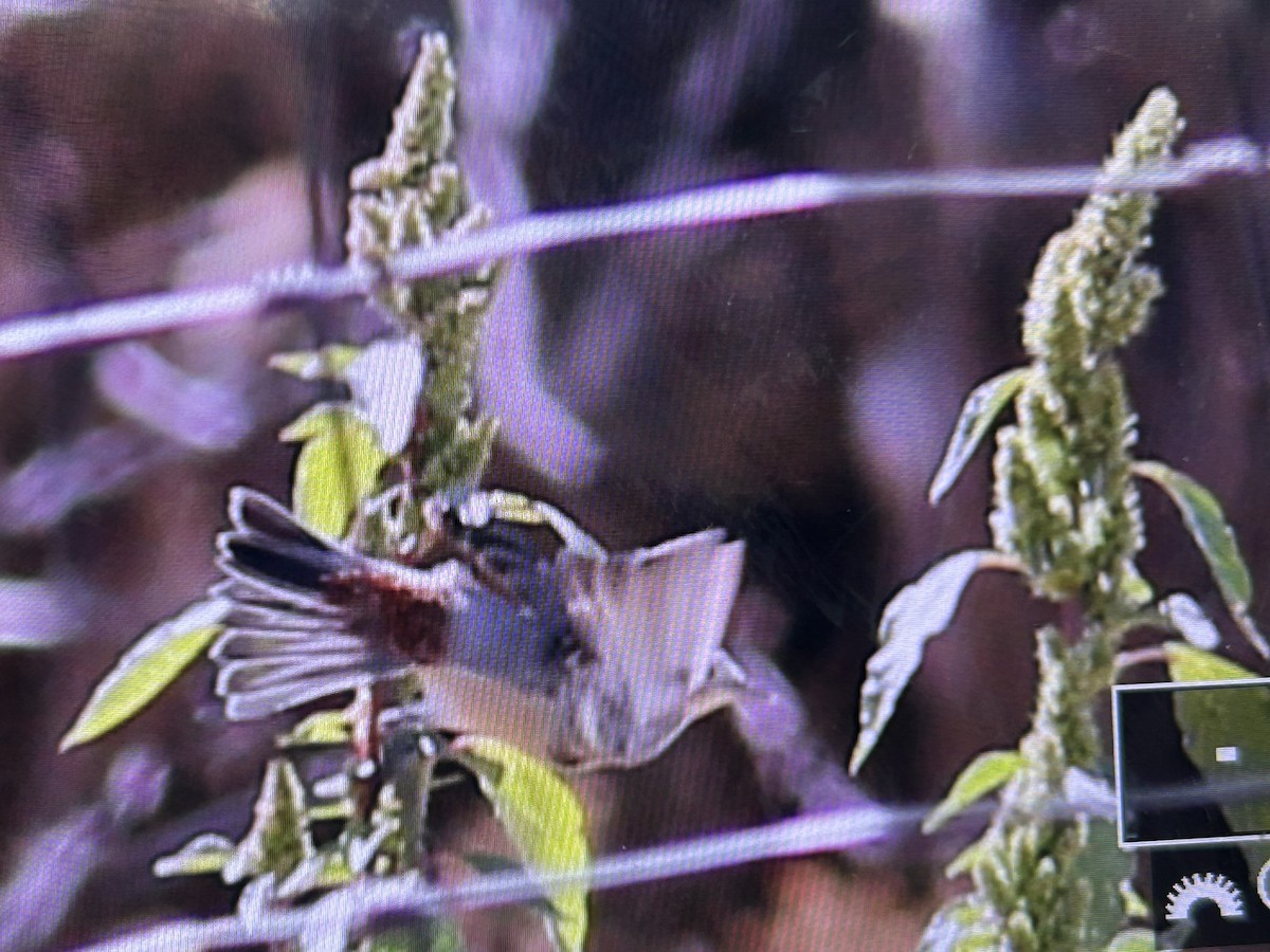 Lucy's Warbler - ML641974738