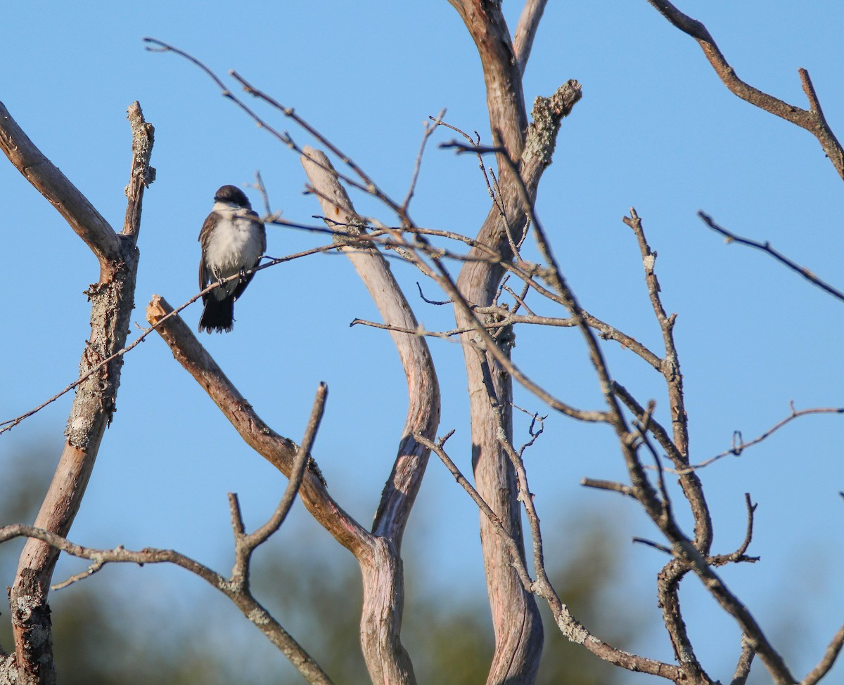 Eastern Kingbird - ML641974741