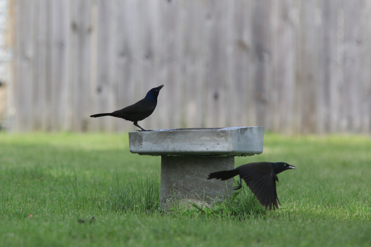 Common Grackle - ML641974771