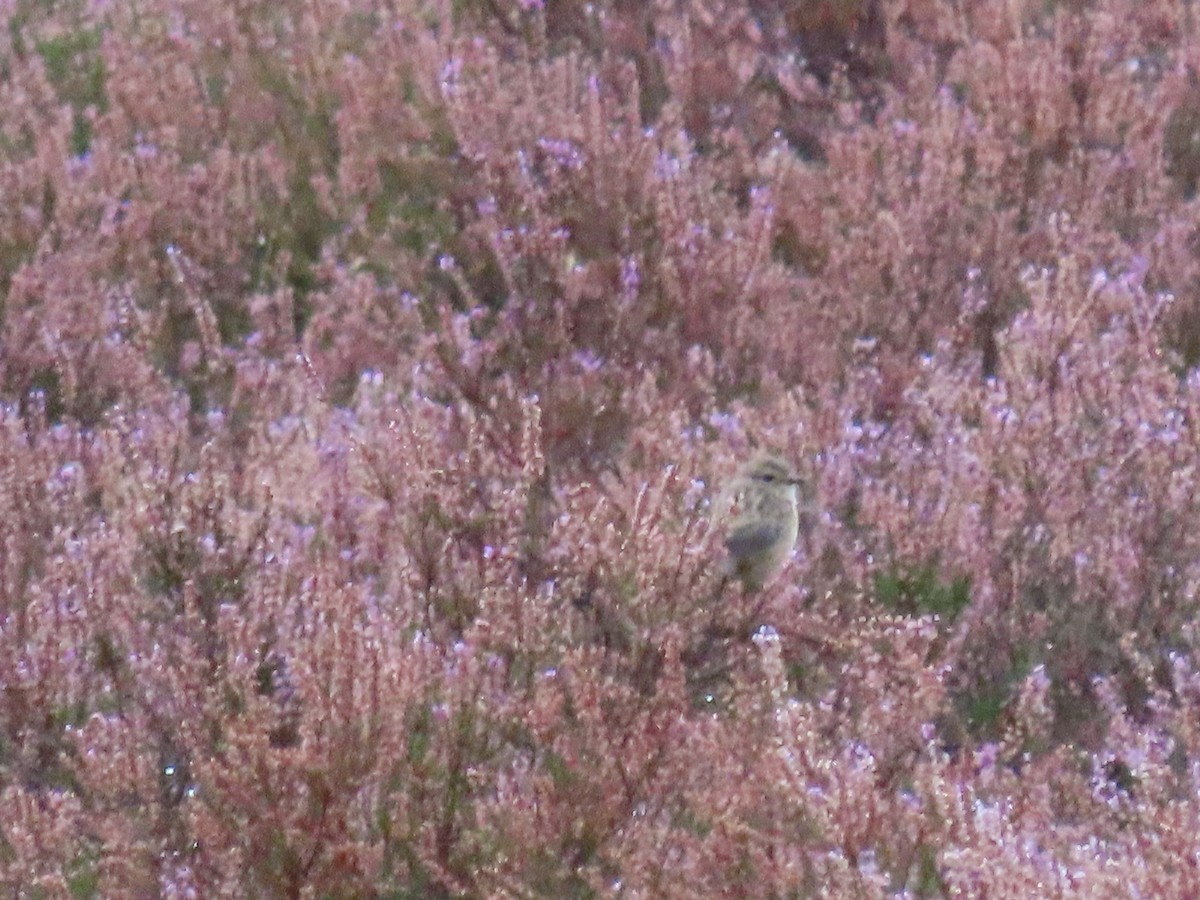 European Stonechat - ML641974772