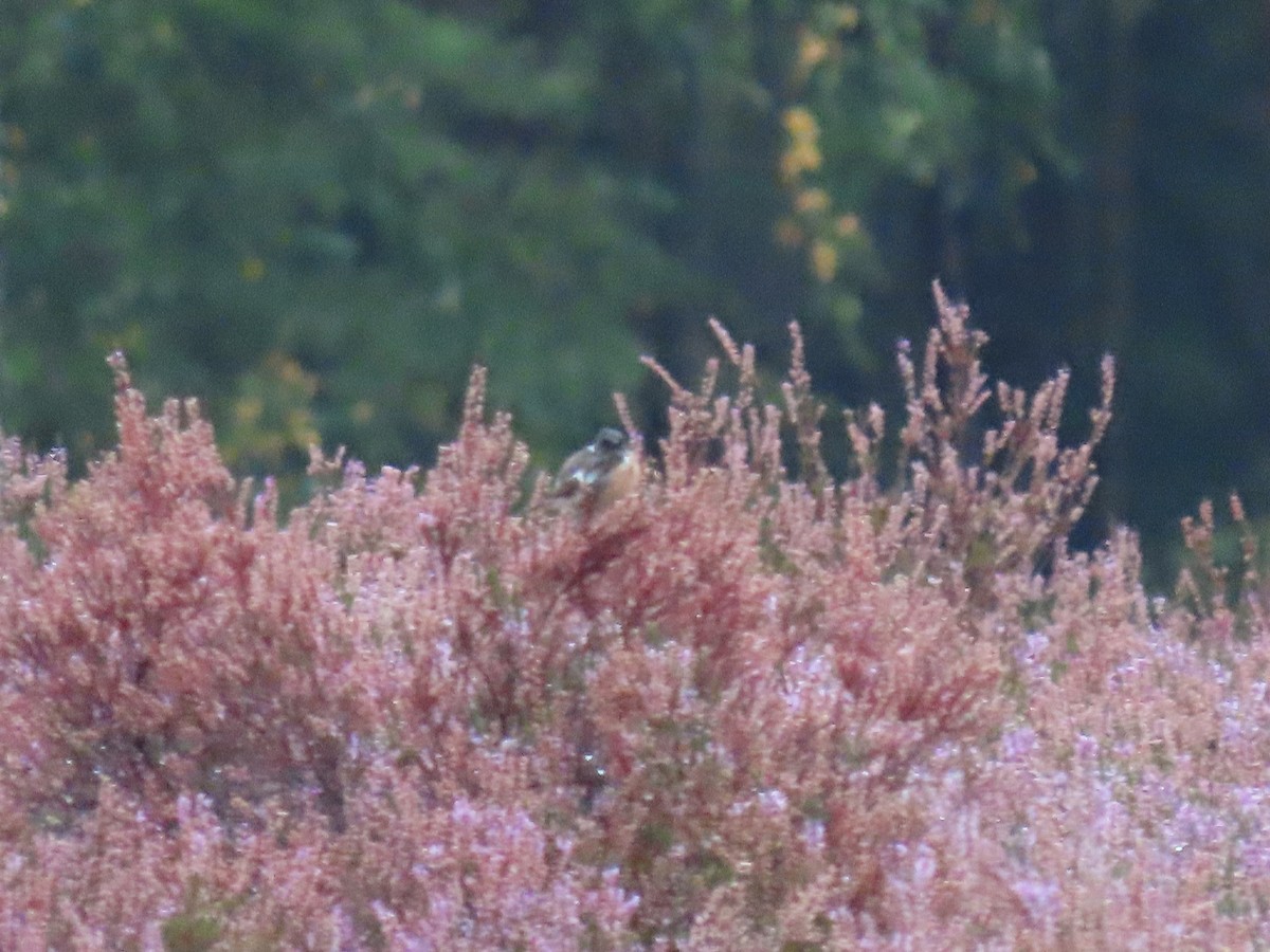 European Stonechat - ML641974773