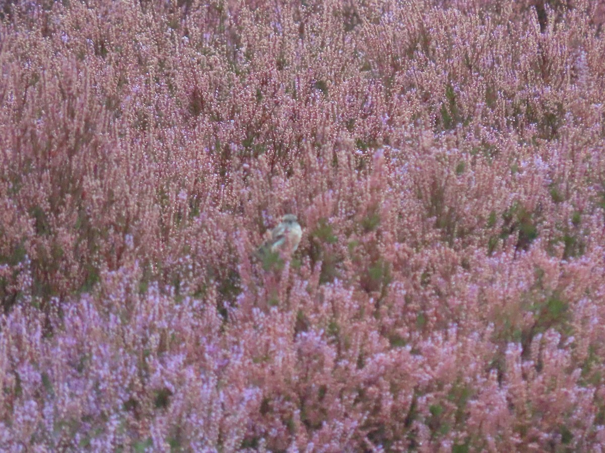 European Stonechat - ML641974774
