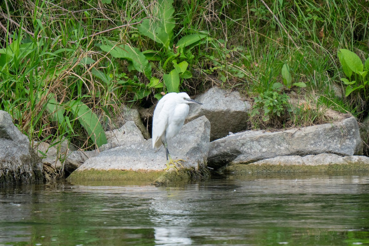 Little Egret - ML641974780