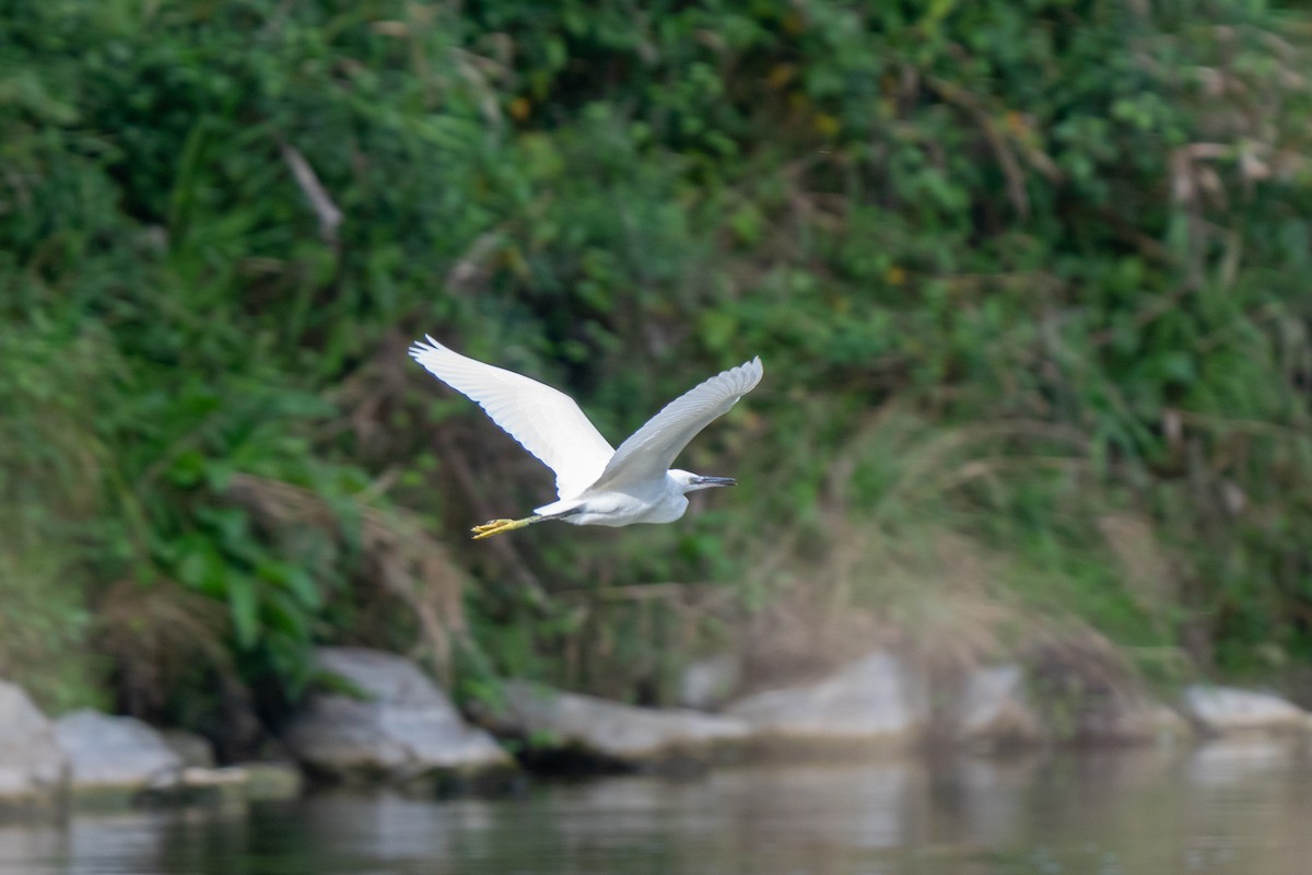 Little Egret - ML641974781