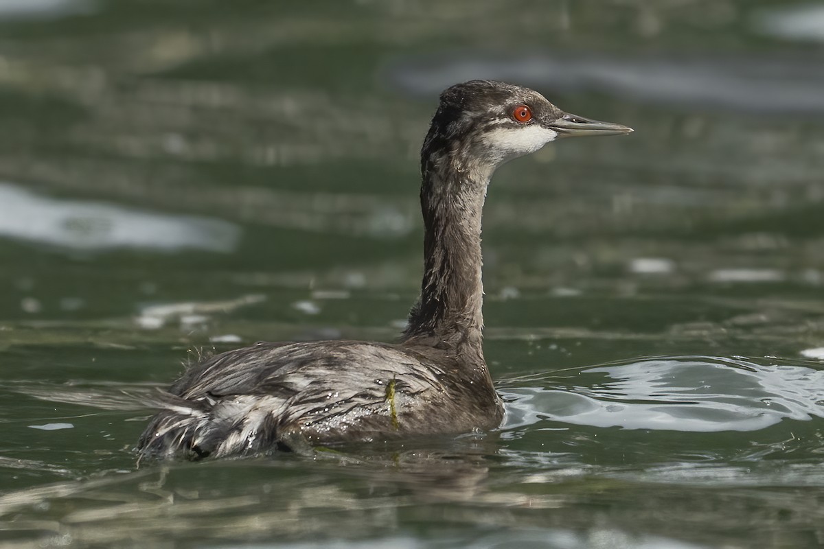 Eared Grebe - ML641974788