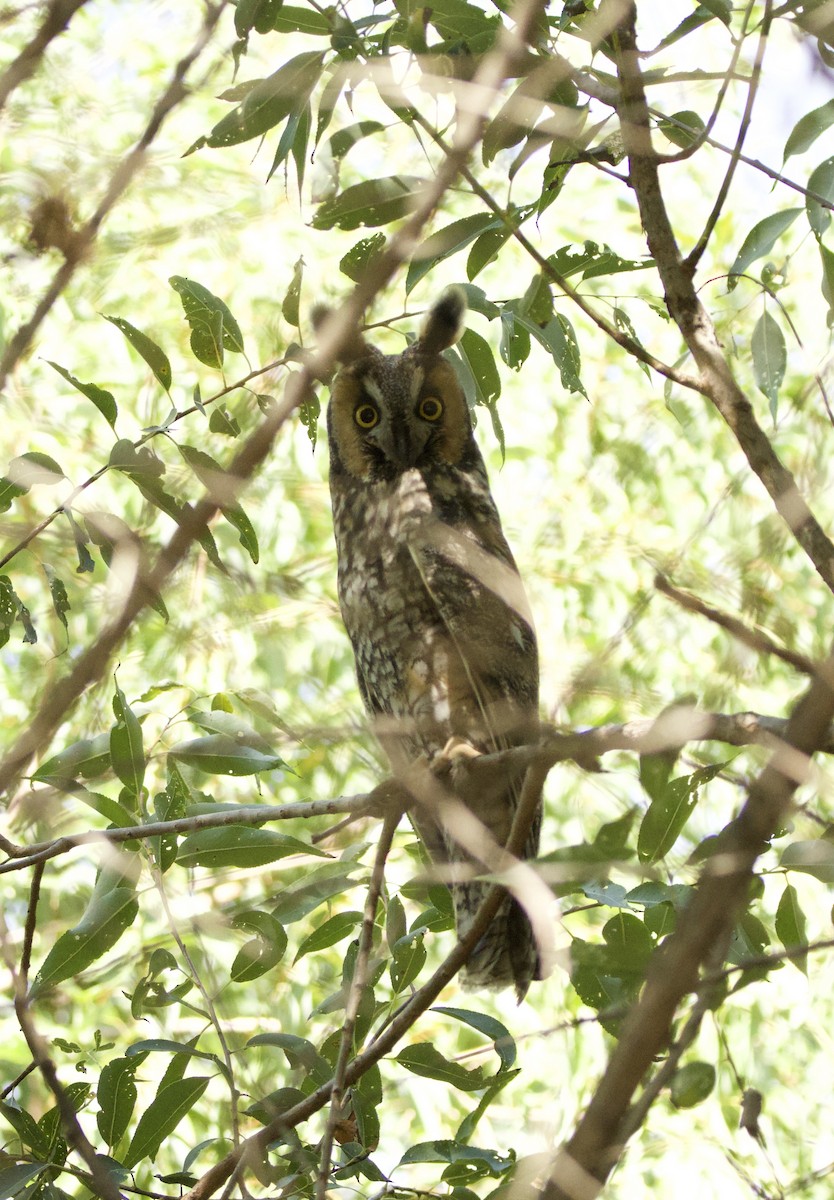 Long-eared Owl - ML641974797