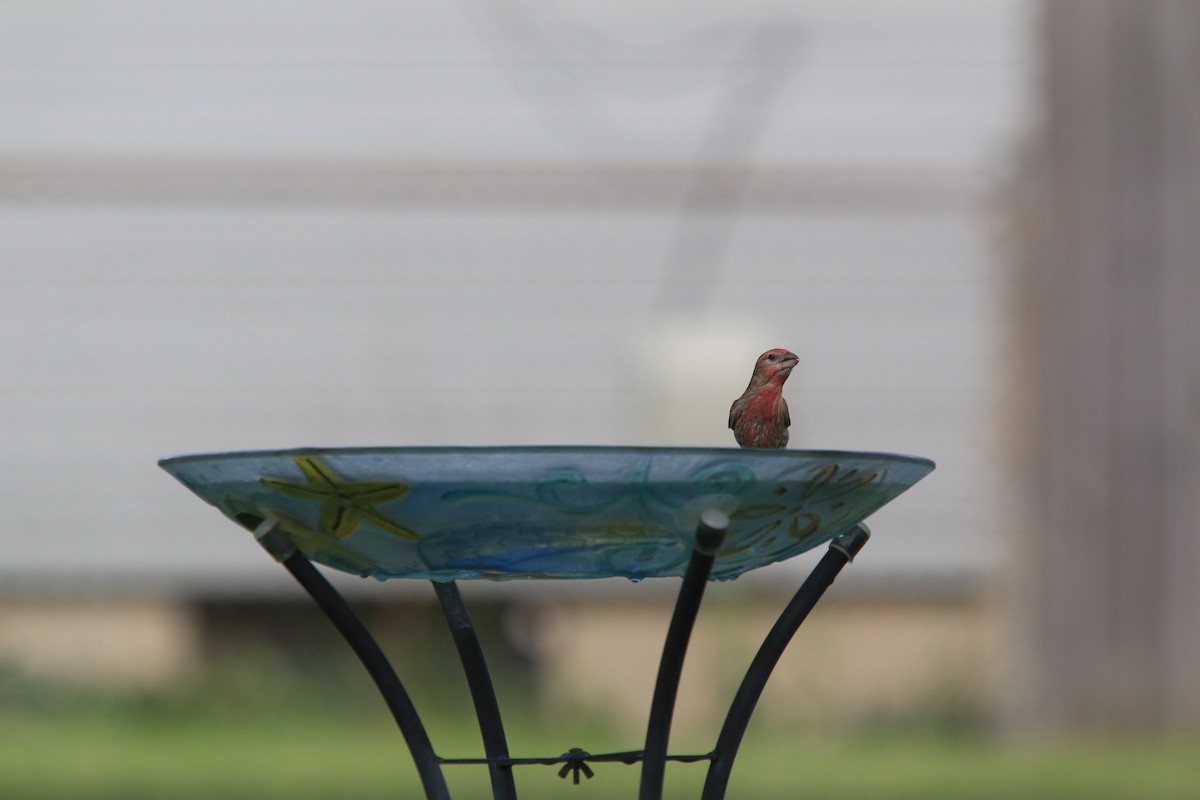 House Finch - ML641974798