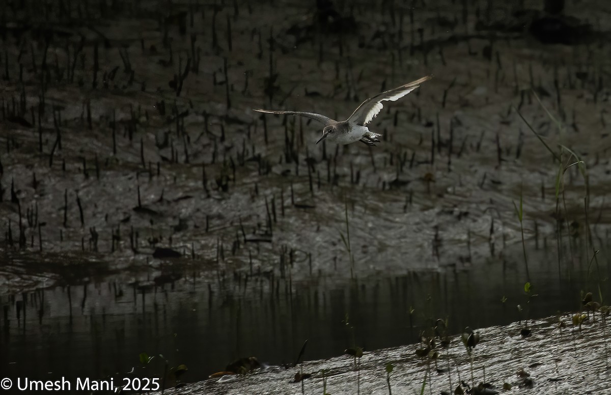 Common Redshank - ML641974818