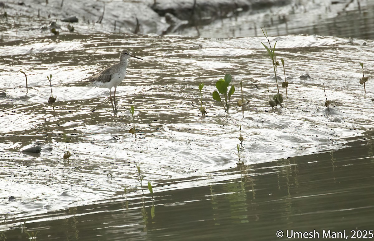 Common Redshank - ML641974819