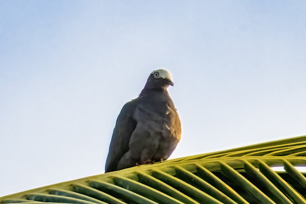 White-crowned Pigeon - ML641974822
