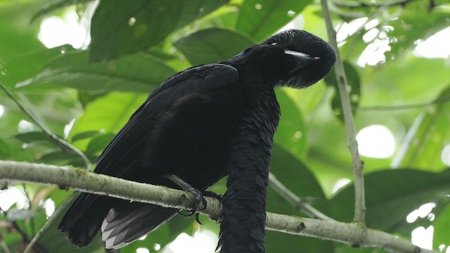 Langlappen-Schirmvogel - ML641974834