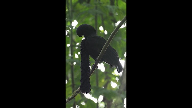 Langlappen-Schirmvogel - ML641974836