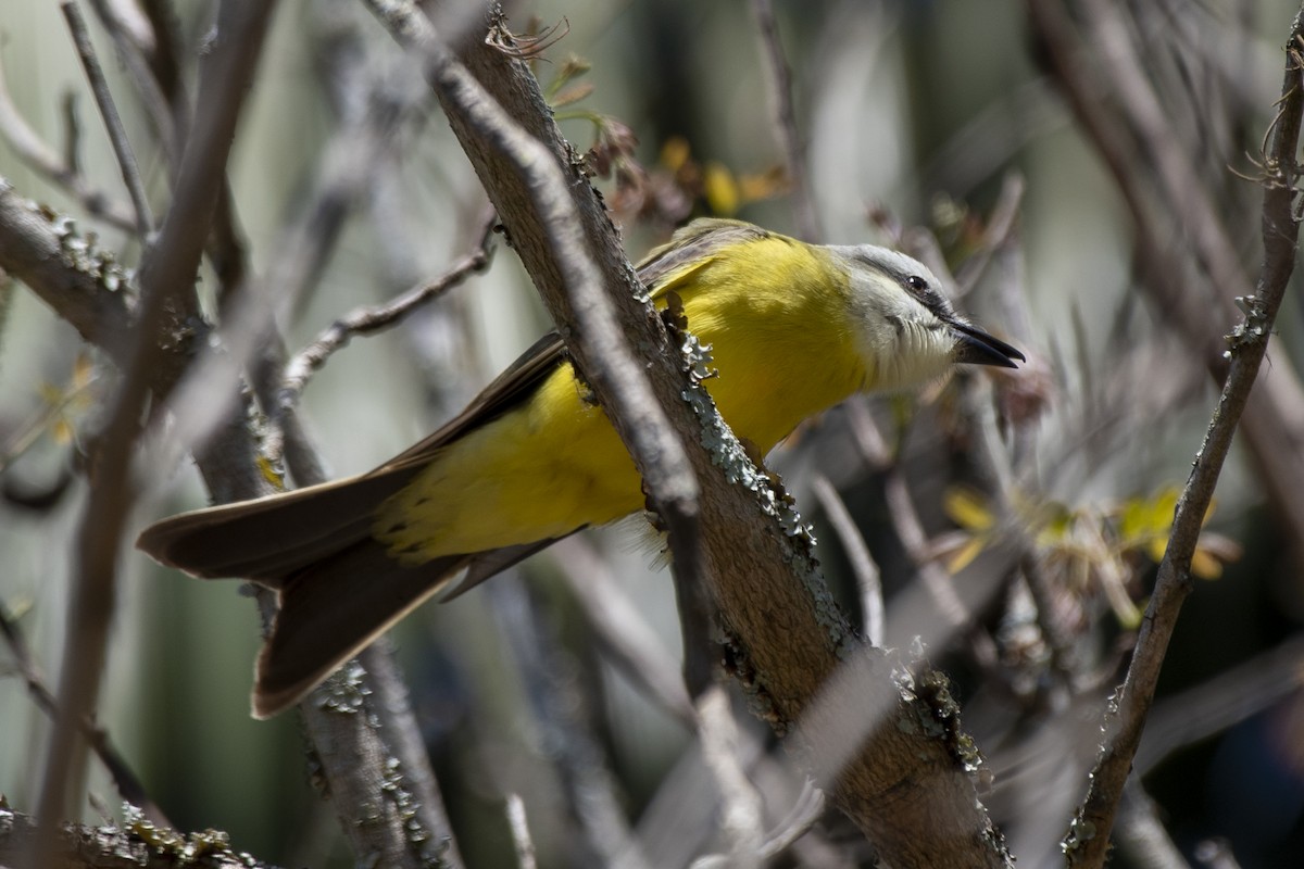 White-throated Kingbird - ML641974838