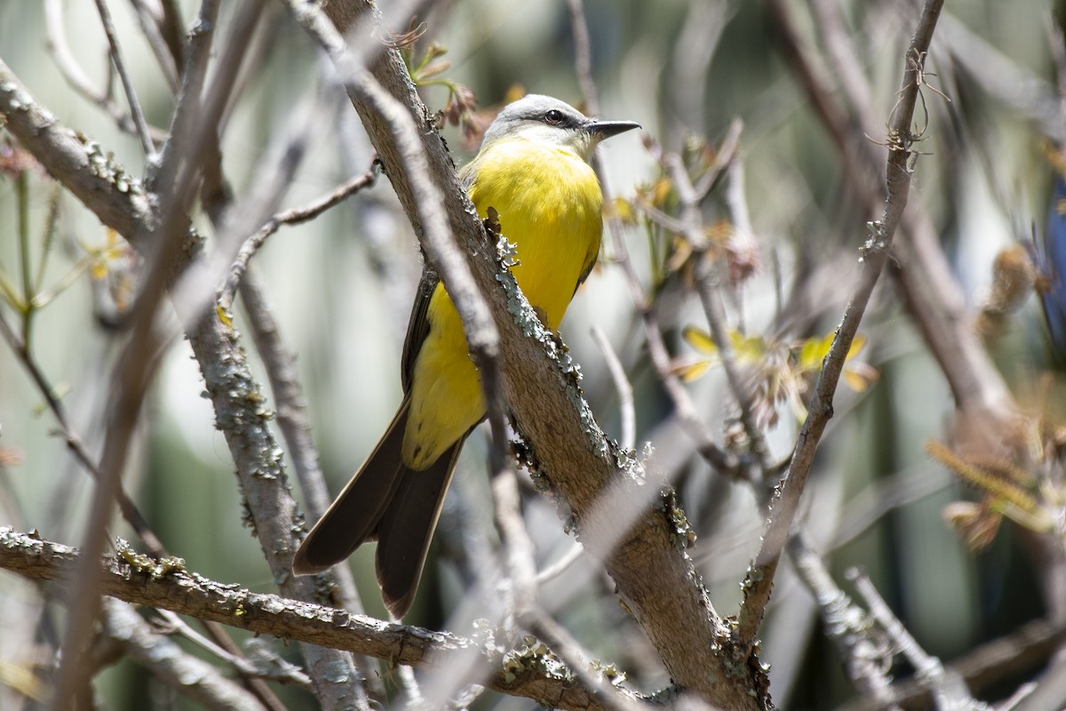 White-throated Kingbird - ML641974840
