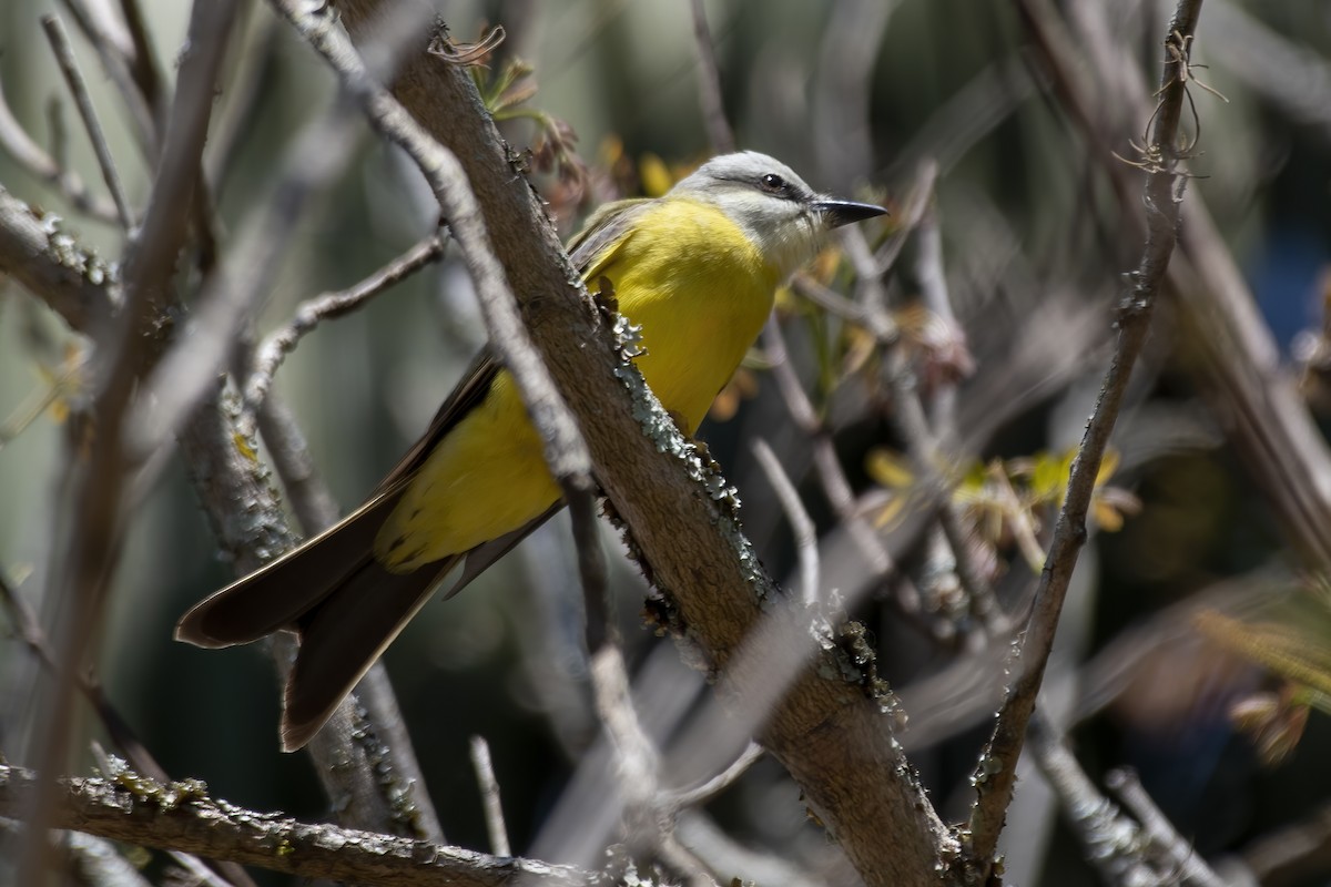 White-throated Kingbird - ML641974841