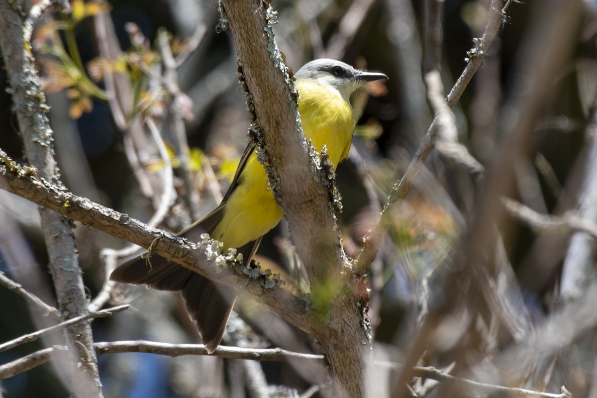 White-throated Kingbird - ML641974842