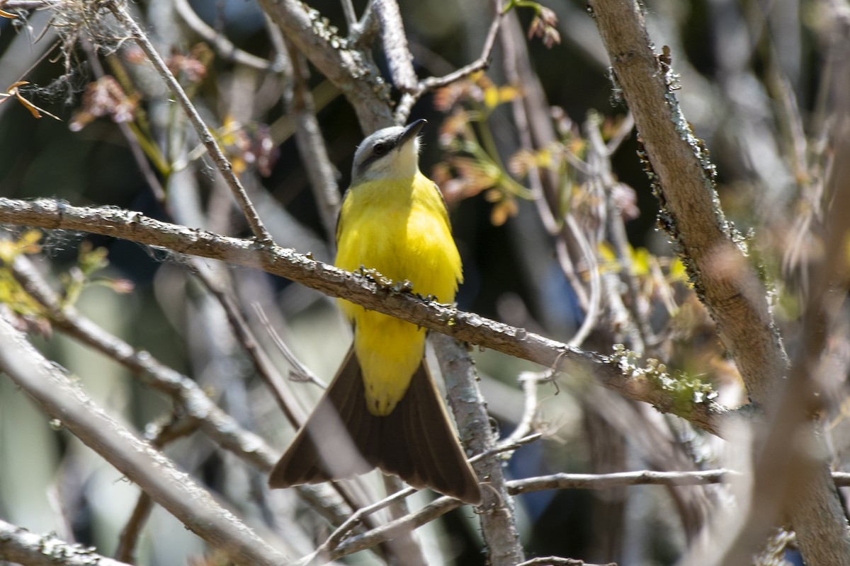 White-throated Kingbird - ML641974843