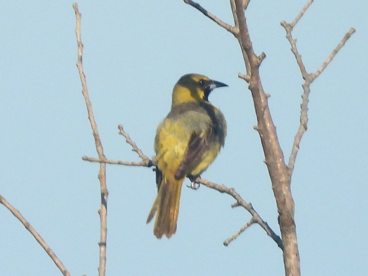Oriole des vergers - ML641974845