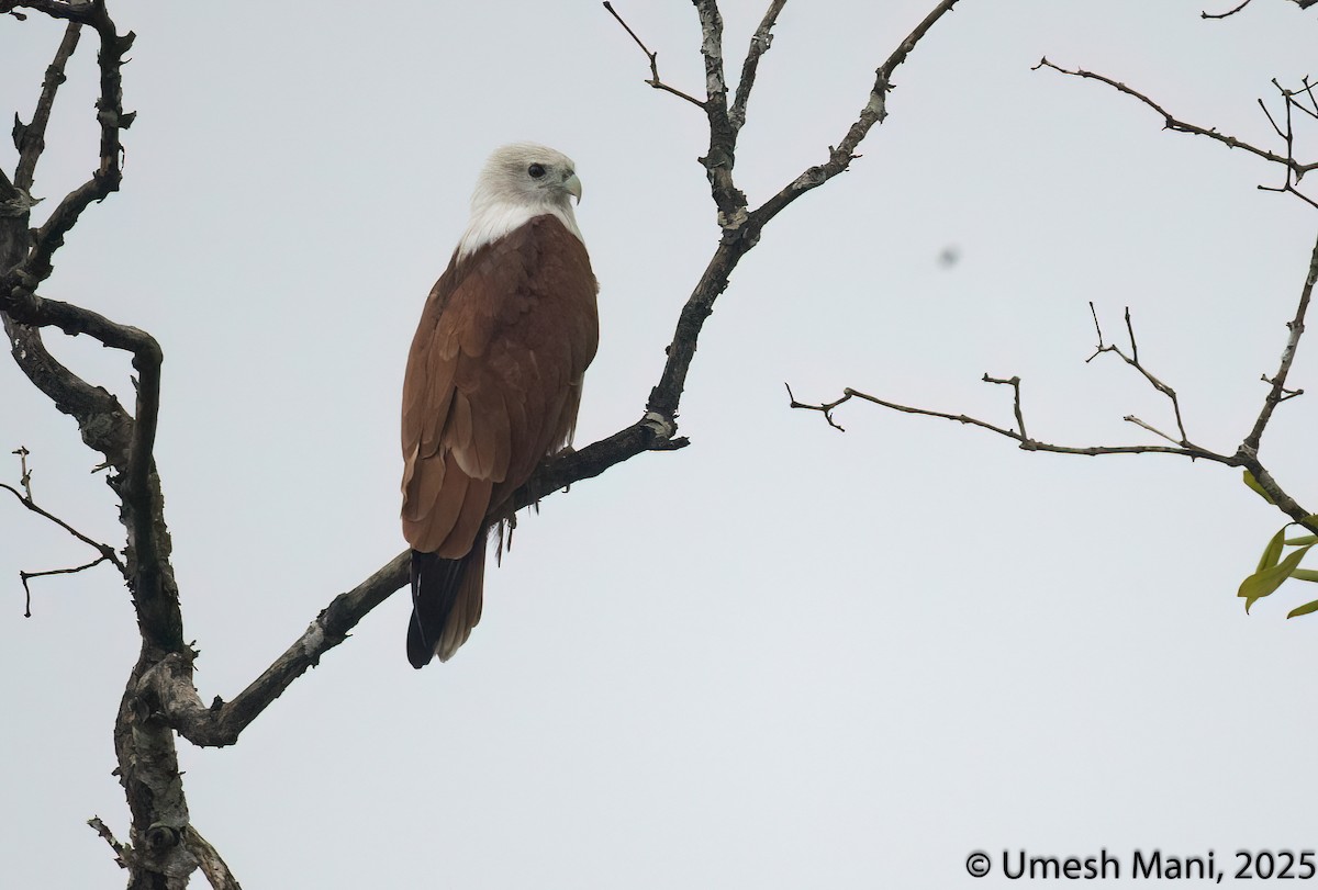 Brahminy Kite - ML641974854