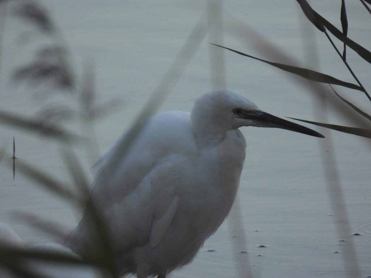 Little Egret - ML641974863